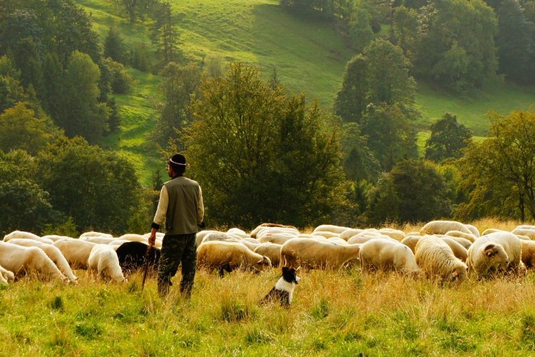 Bingöl’de 15 bin lira maaşla çoban aranıyor